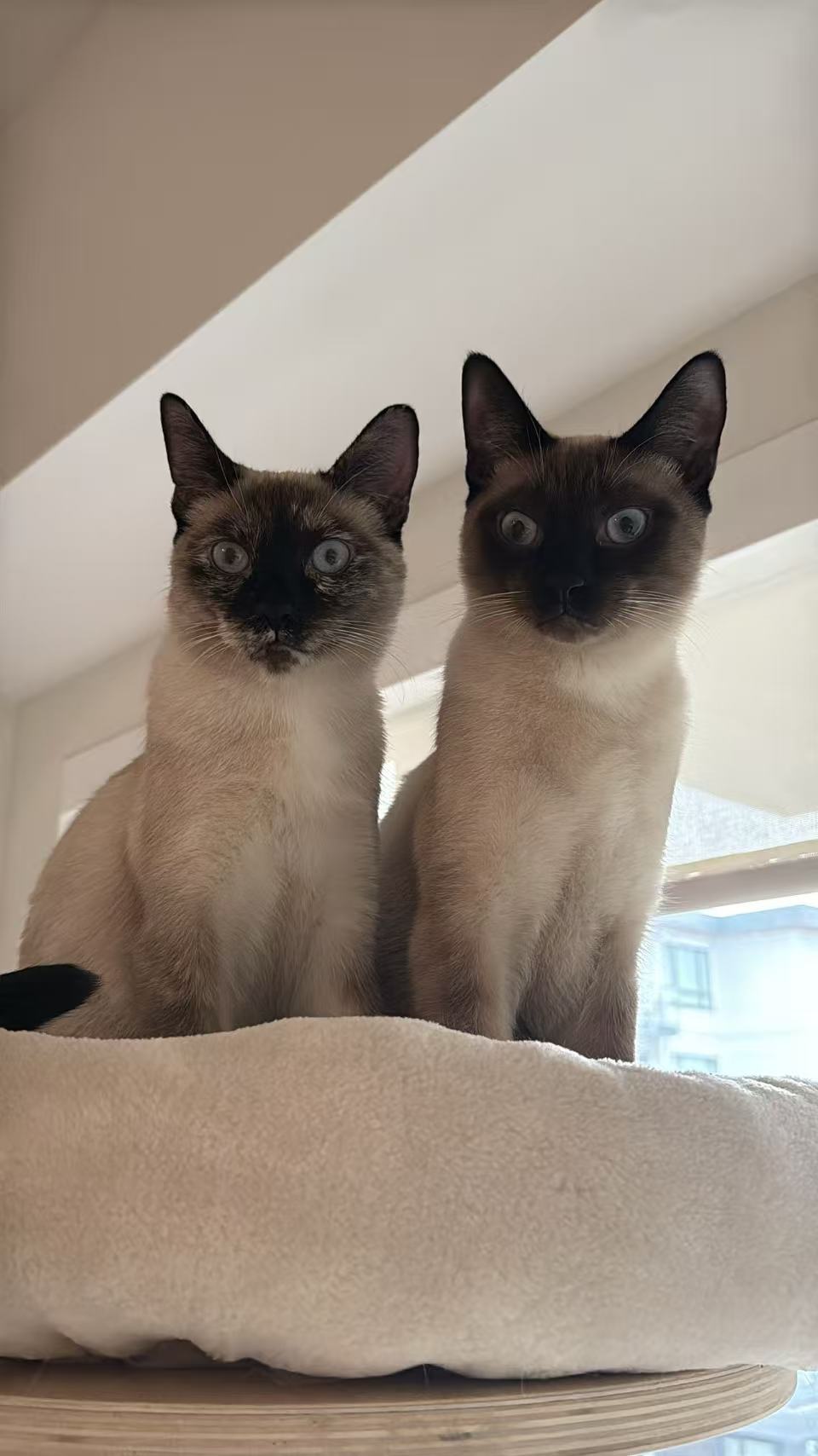 MeiDuo